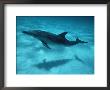 Atlantic Spotted Dolphin And Shadow On Seabed, Bahamas by Todd Pusser Limited Edition Print