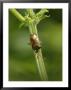 Hawthorn Shield Bug On Umbellifer, Middlesex, Uk by Elliott Neep Limited Edition Print