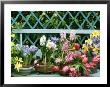 Hyacinth, Tulip, Squill, Daffodil And Azalea by Lynne Brotchie Limited Edition Print