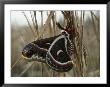 Cecropia Moth by Sam Abell Limited Edition Print