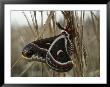 Cecropia Moth by Sam Abell Limited Edition Pricing Art Print