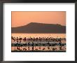 Flamingos Silhouetted In Lake Abiata, Abiyata-Shala National Park, Oromia, Ethiopia by Ariadne Van Zandbergen Limited Edition Print
