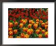 Group Of Tulipa Oxford's Elite (Darwin Hybrid) by Ron Evans Limited Edition Print