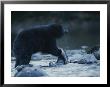 A Black Bear Feeds Itself On A Half-Eaten Salmon by Joel Sartore Limited Edition Print