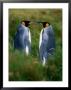 King Penguins (Aptenodytes Patagonicus), Falkland Islands by Chester Jonathan Limited Edition Print
