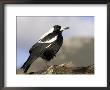 Australian Magpie (Gymnorhina Tibicen), Wilsons Promontory National Park, Victoria, Australia by Thorsten Milse Limited Edition Print
