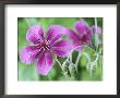 Cranesbill, Close-Up Of Purple Flowers And Buds by Chris Burrows Limited Edition Print