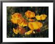 Close View Of Iceland Poppies (Papaver Nudicaule) by James P. Blair Limited Edition Print