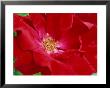 Rosa Frensham (Floribunda Rose), Red Flower by Mark Bolton Limited Edition Print