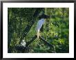 A Great, Or Common, Egret On A Branch Near Her Nest And Chicks by James P. Blair Limited Edition Print