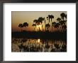 The Flaming Orange Sun Sets Behind Silhouetted Cabbage Palms And Cordgrass by Bates Littlehales Limited Edition Print