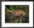Grasshopper by George Grall Limited Edition Print