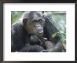 Chimpanzee With Newborn Baby, Gombe National Park, Tanzania by Anup Shah Limited Edition Print