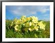 Primroses, Spring by David Boag Limited Edition Print