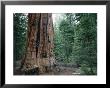 A Climber Scales The Trunk Of A Sequoia Tree by Bill Hatcher Limited Edition Pricing Art Print