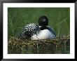 A Loon Shelters A Chick Under Its Wing As It Sits On Its Nest by Michael S. Quinton Limited Edition Print