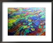 Oil On Water Rainbow Effect Caused By Varying Thickness Of Oil Film On Water, Defracts Light by David M. Dennis Limited Edition Print