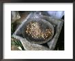 Coffee Ceremony, Lalibela, Wollo Region, Ethiopia, Africa by Bruno Barbier Limited Edition Print