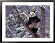 Giant Panda Standing On Tree, Wolong, Sichuan, China by Keren Su Limited Edition Print