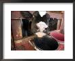 Calf With Its Head Through The Stall Door, Pennsylvania by Tim Laman Limited Edition Print