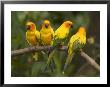 Closeup Of Four Captive Sun Parakeets by Tim Laman Limited Edition Pricing Art Print
