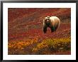An Alaskan Brown Bear Standing On A Tundra With Fall Foliage (Ursus Arctos) by Roy Toft Limited Edition Print