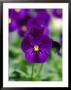 Viola Cornuta Violet Flare (Horned Violet), Evergreen Perennial by Mark Bolton Limited Edition Pricing Art Print