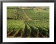 Vineyards Near Lugny, Burgundy (Bourgogne), France by Michael Busselle Limited Edition Print