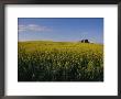 Flax Fields Across The Saskatchewan Plain by Michael S. Lewis Limited Edition Pricing Art Print
