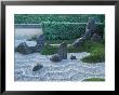 Zuiho-In Temple Rock Garden, Daitokuji Temple, Kyoto, Japan by Rob Tilley Limited Edition Print