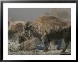 Bison Herd And Young Covered By Snow by Norbert Rosing Limited Edition Print