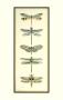 Dragonfly Collector Ii by Chariklia Zarris Limited Edition Print