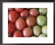 Tomatoes (Lycopersicon Esculentum Gartenperle) by Chris Burrows Limited Edition Print