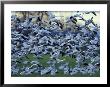 Snow Geese In The Skagit Valley, Skagit Flats, Washington, Usa by William Sutton Limited Edition Print