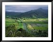 Taro Grows Along The Hanalei River by George F. Mobley Limited Edition Print