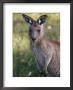 A Close View Of A Kangaroo by Nicole Duplaix Limited Edition Print