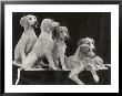 Group Of Five Saluki Puppies Owned By Mrs Barrs by Thomas Fall Limited Edition Print
