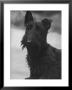 Head Study Of An Unnamed Scottie With A Floppy Ear. Owner: Cross by Thomas Fall Limited Edition Pricing Art Print