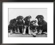 Group Of Alsatian Puppies by Thomas Fall Limited Edition Pricing Art Print
