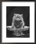 This Cute Little Blue Persian Kitten Sits Innocently In A Large China Dish by Thomas Fall Limited Edition Pricing Art Print