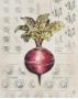 Vintage Linen Beet by Lauren Hamilton Limited Edition Pricing Art Print