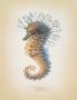 Shorthead Seahorse by Richard Van Genderen Limited Edition Print