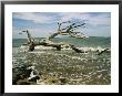 Dead Tree And Beach Erosion Along The Coast by Raymond Gehman Limited Edition Print