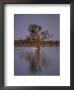 Australian Pelican Beside A Dead Tree Reflected In Wetlands by Jason Edwards Limited Edition Print