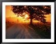 Tree And Road At Sunrise, Cades Cove, Great Smoky Mountains National Park, Tennessee by John Elk Iii Limited Edition Print