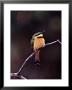 Little Bee-Eater, Kenya by Charles Sleicher Limited Edition Print