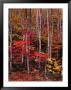 Wonderful Autumn Colours Of Green Mountains In Vermont, Vermont, Usa by Wes Walker Limited Edition Pricing Art Print