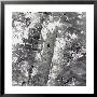 A Black And White View Of The Interior Of A Forest by Sam Kittner Limited Edition Print