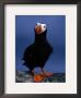 Tufted Puffin, Photographed During Breeding Season, Alaska by John Eastcott & Yva Momatiuk Limited Edition Pricing Art Print