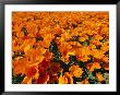 California Poppies In Field by Jonathan Blair Limited Edition Print